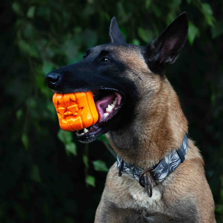 Calabaza Jack O' Lantern Rellenable – detalle 5 | Pawvora