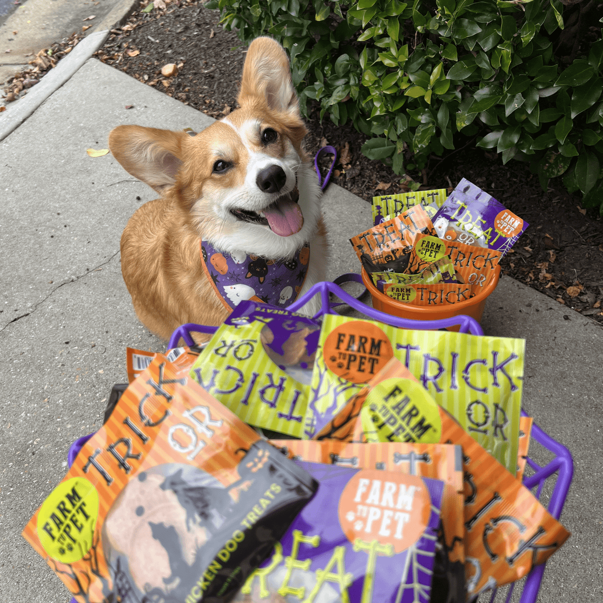 Pack de Snacks de Halloween para Perros – detalle 9 | Pawvora