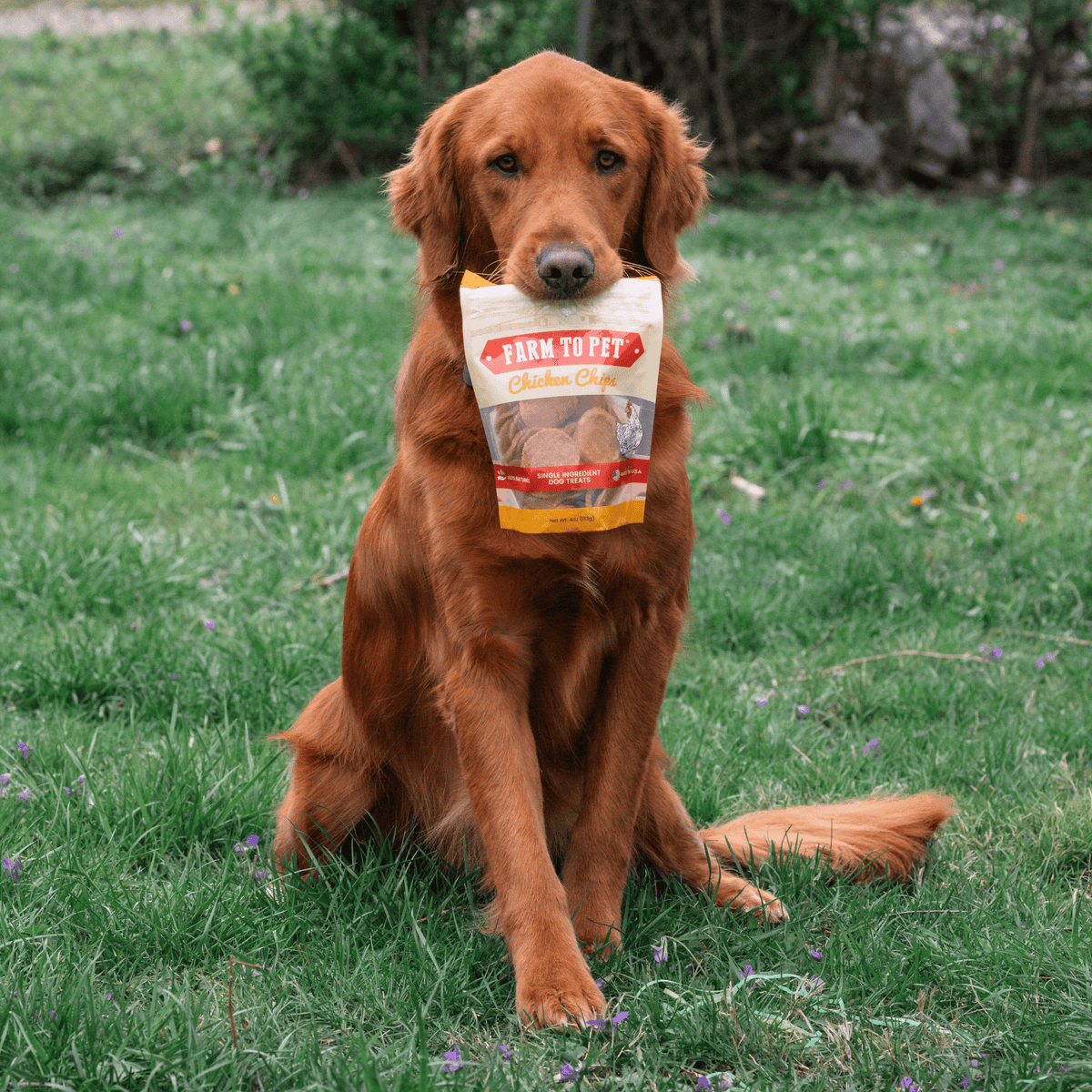 Chips de Pollo 100% Natural para Perros – detalle 4 | Pawvora