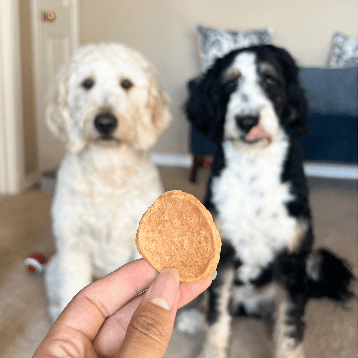 Chips de Pollo 100% Natural para Perros – Un Solo Ingrediente