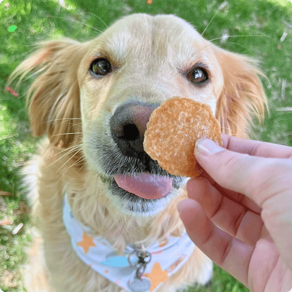 Chips de Pollo 100% Natural para Perros – detalle 3 | Pawvora