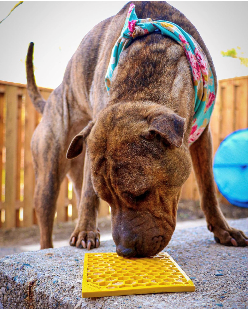 Alfombrilla para Lamer Honeycomb eMat – detalle 5 | Pawvora