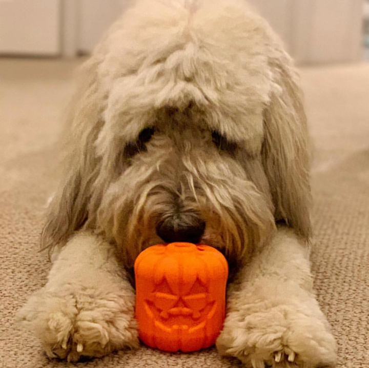 Calabaza Jack O' Lantern Rellenable – detalle 10 | Pawvora