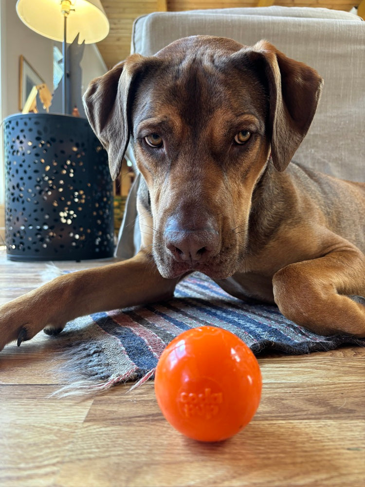 Pelota que Flota y Chilla para Perros – Resistente, Hecha en EE. UU.