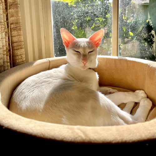 Cama Térmica Thermo-Kitty para Gatos – detalle 2 | Pawvora