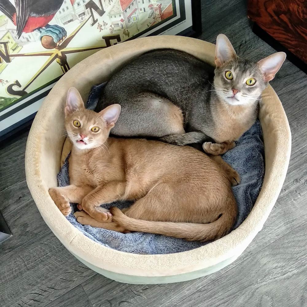Cama Térmica Thermo-Kitty para Gatos – Calor Suave y Lavable