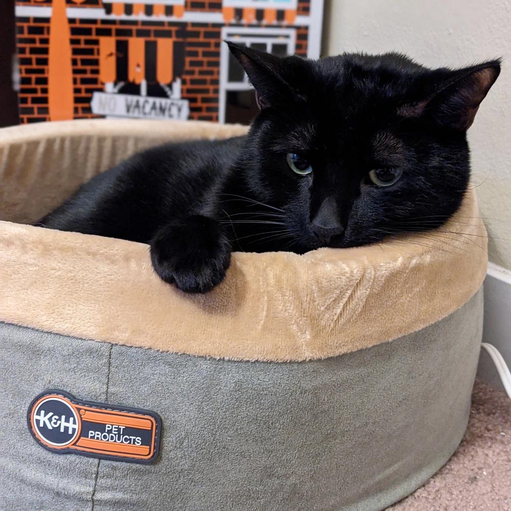 Cama Térmica Thermo-Kitty para Gatos – Calor Suave y Lavable